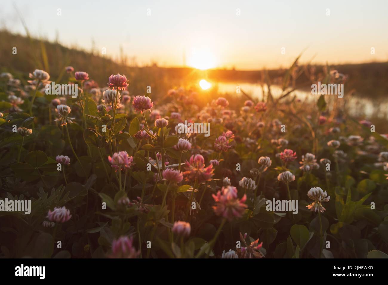 clover blooms at sunset on the river bank Stock Photo