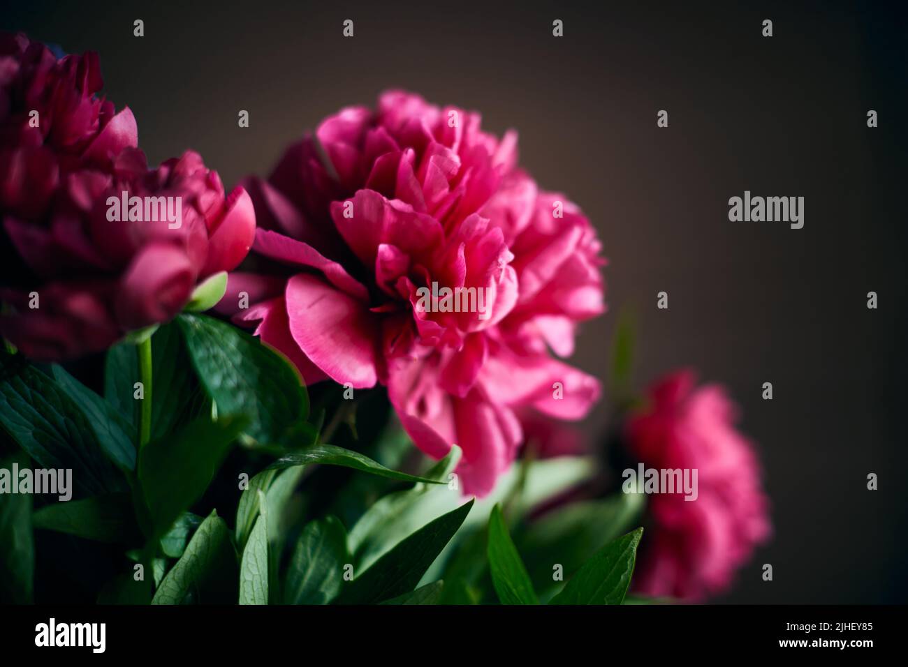 Bouquet of pink peonies on a dark background. Front view Stock Photo ...