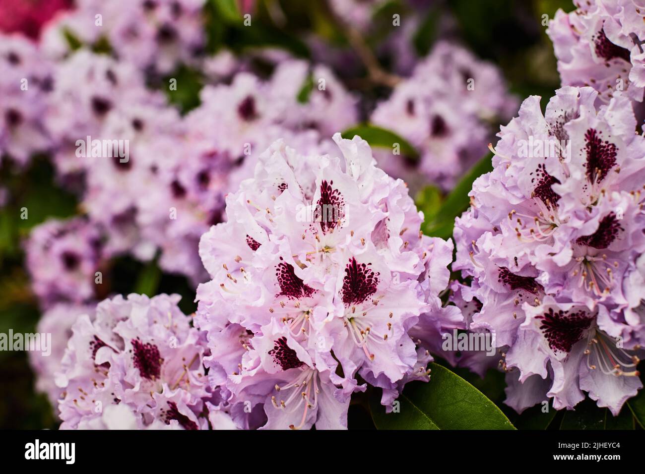 Lilac Rhododendron Rhododendron in front garden hi-res stock photography and images - Alamy