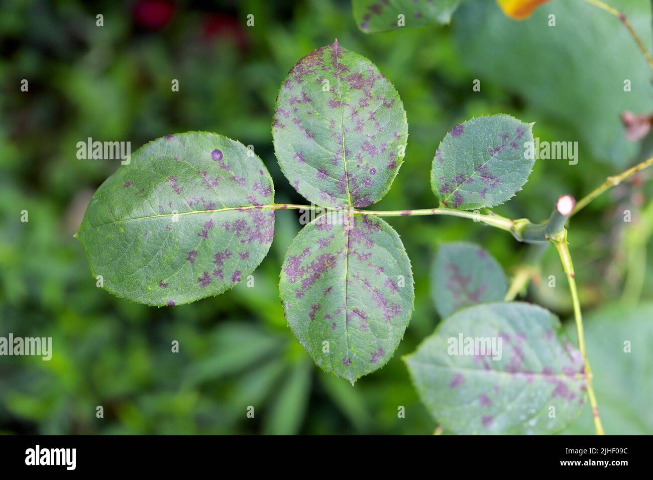Diplocarpon rosae. Rose black spot disease. Stock Photo