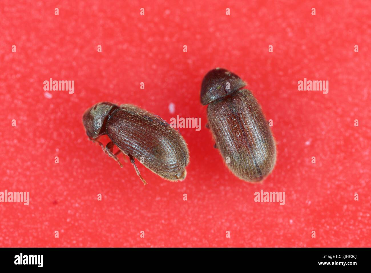 The drugstore beetles (Stegobium paniceum), also known as the bread beetle or biscuit beetle from family Anobiidae. Stock Photo