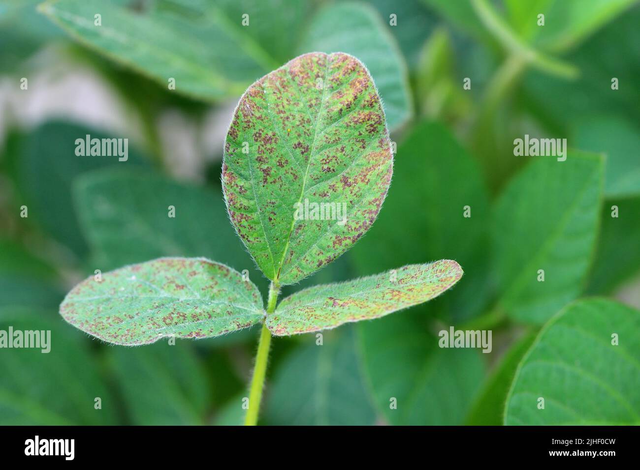 Asian soybean rust (Phakopsora pachyrizi) pustules on the under surface of a soybean leaf Stock Photo