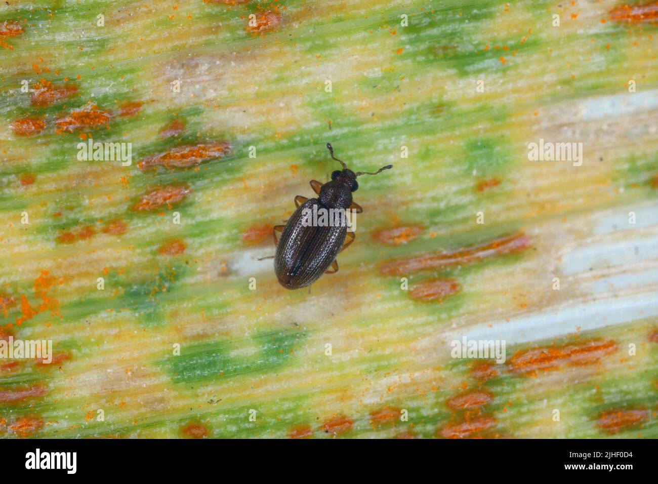 Tiny minute brown scavenger beetle Latridiidae on a wheat leaf with rust. High magnification. Stock Photo