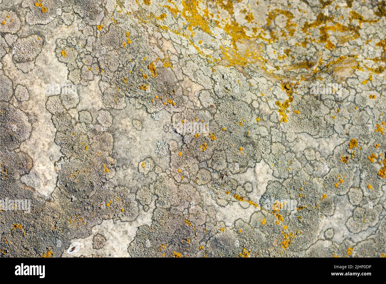 golden moonglow lichen presumably Dimelanea oreina Norman on quartzite sandstone surface under direct sunlight - full-frame texture and background Stock Photo