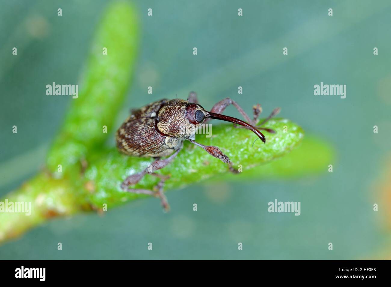 Curculio rubidus, Weevil from family Curculionide. Stock Photo