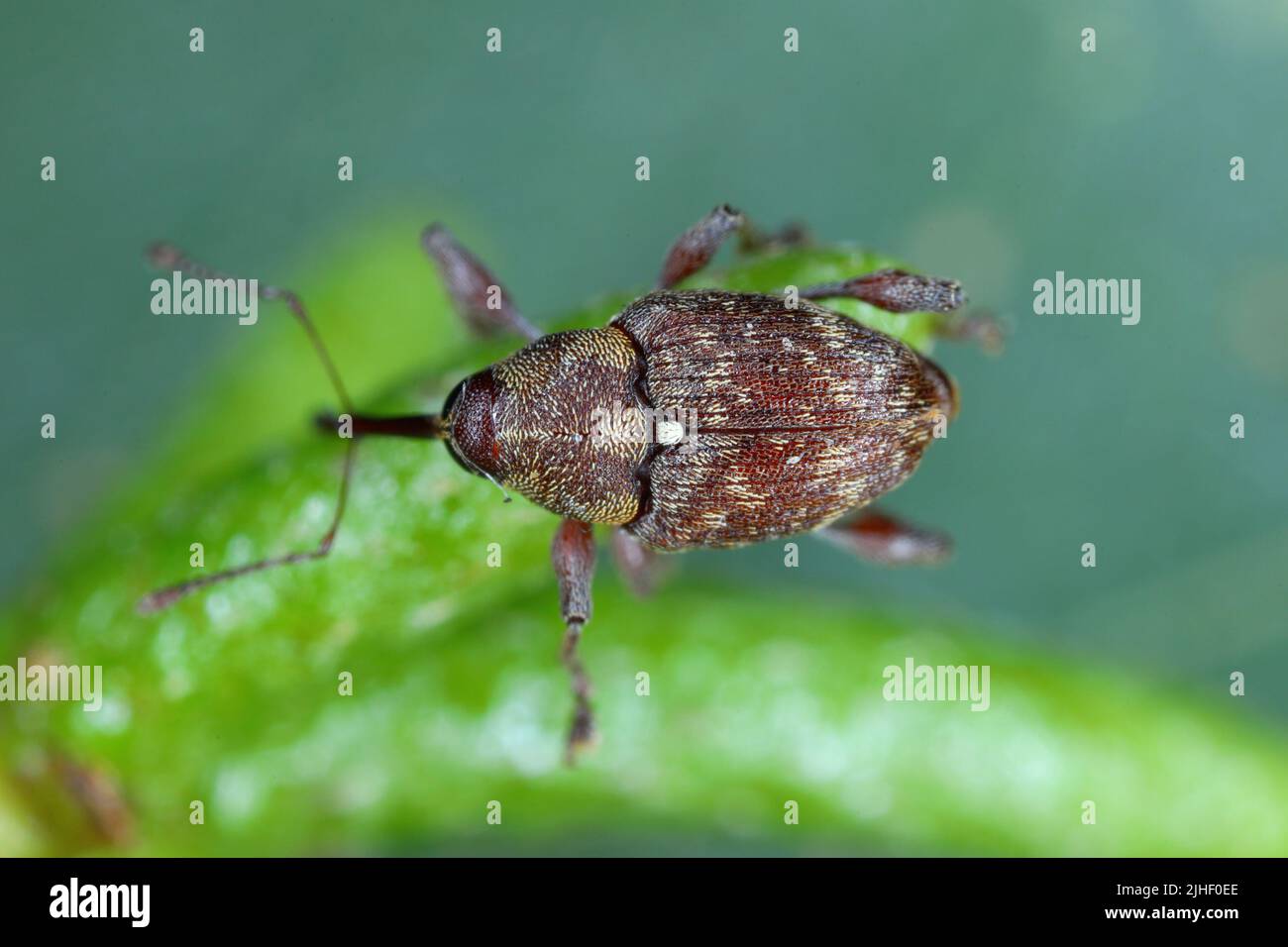 Curculio rubidus, Weevil from family Curculionide. Stock Photo