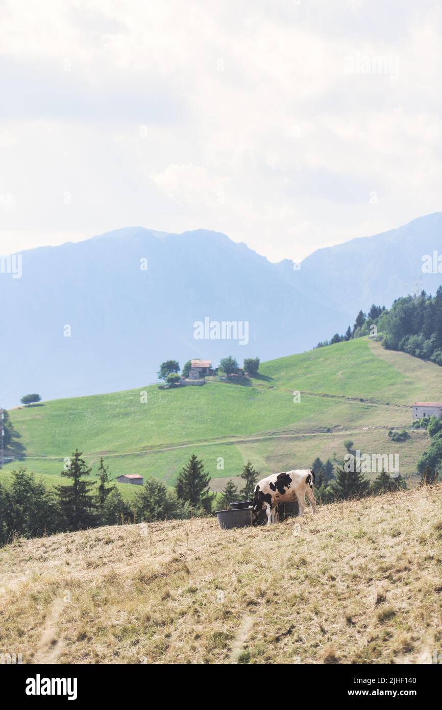 In the Italian Alps, two cows drink from containers Stock Photo Alamy