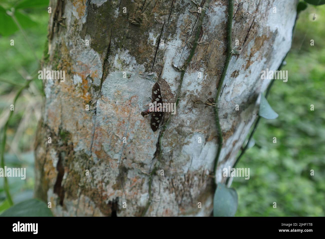 An Amata Passalis moth (sandalwood defoliator) perched on the surface of the coconut trunk covered with lichen Stock Photo