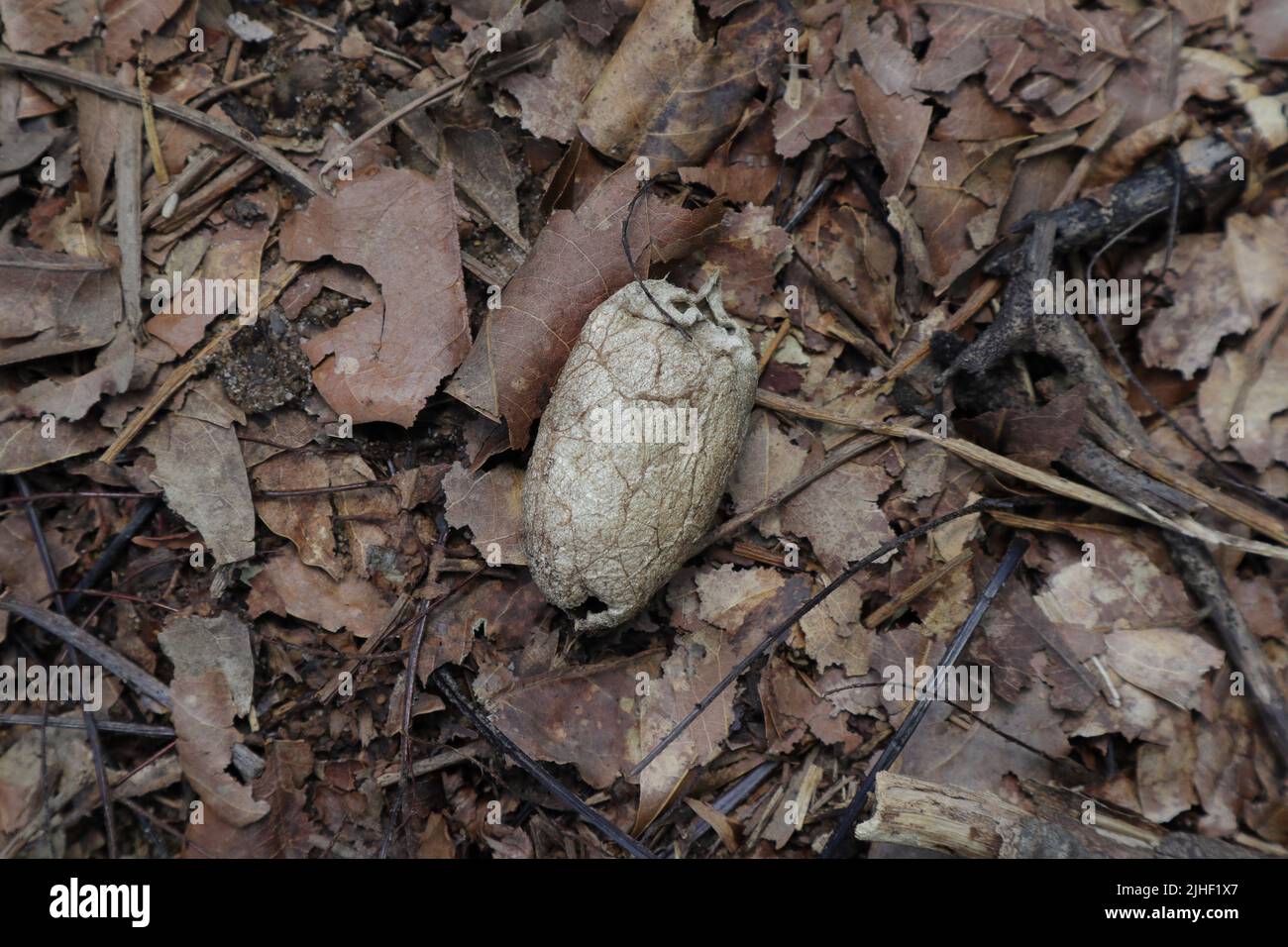 Overhead view of an old Cicada (Rahaiya) cocoon or shell on the forest floor with dry leaves and dead tree materials Stock Photo