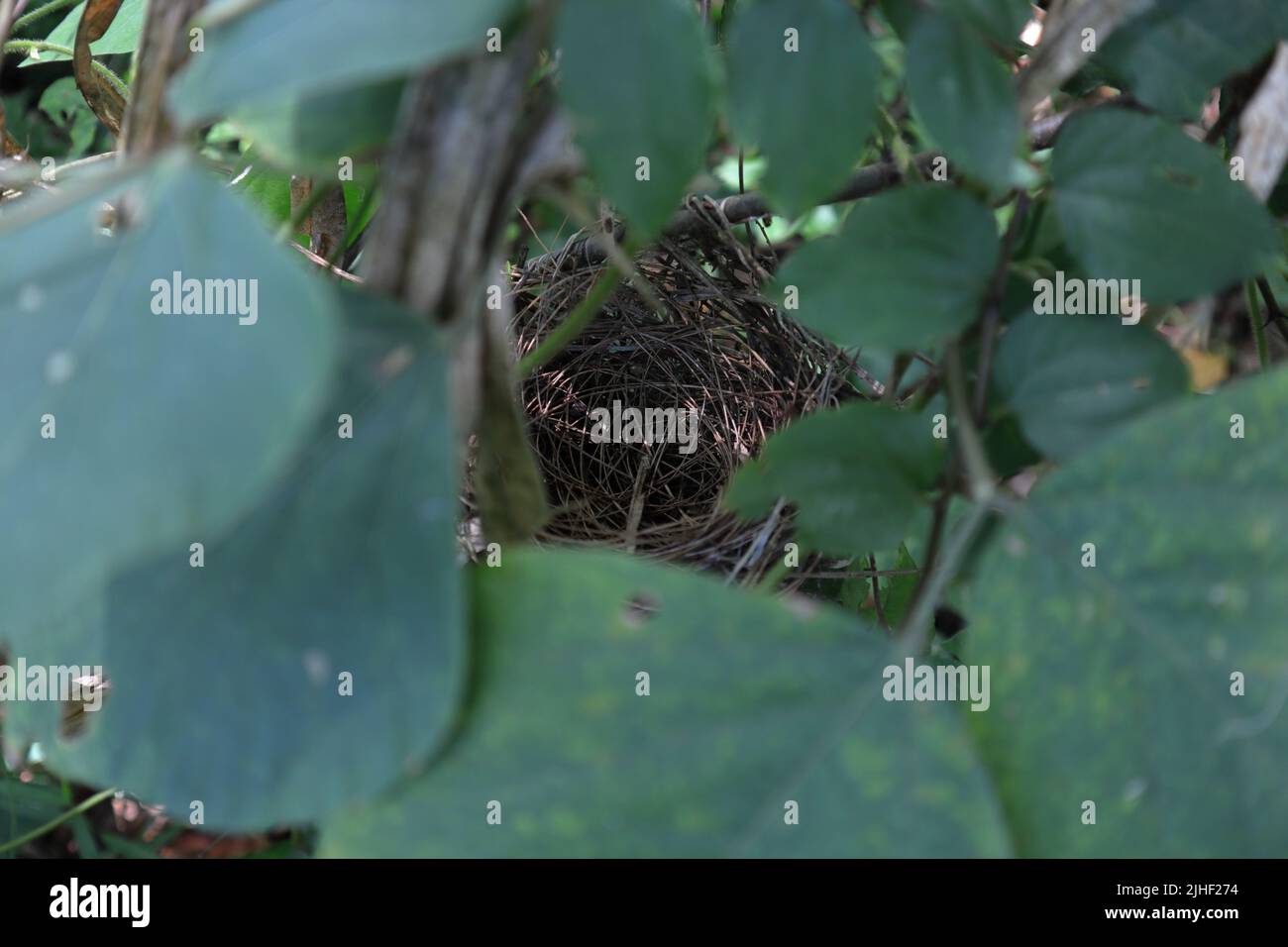 Overhead view of a small bird nest between wild leaf and thorny branch hidden from predators Stock Photo