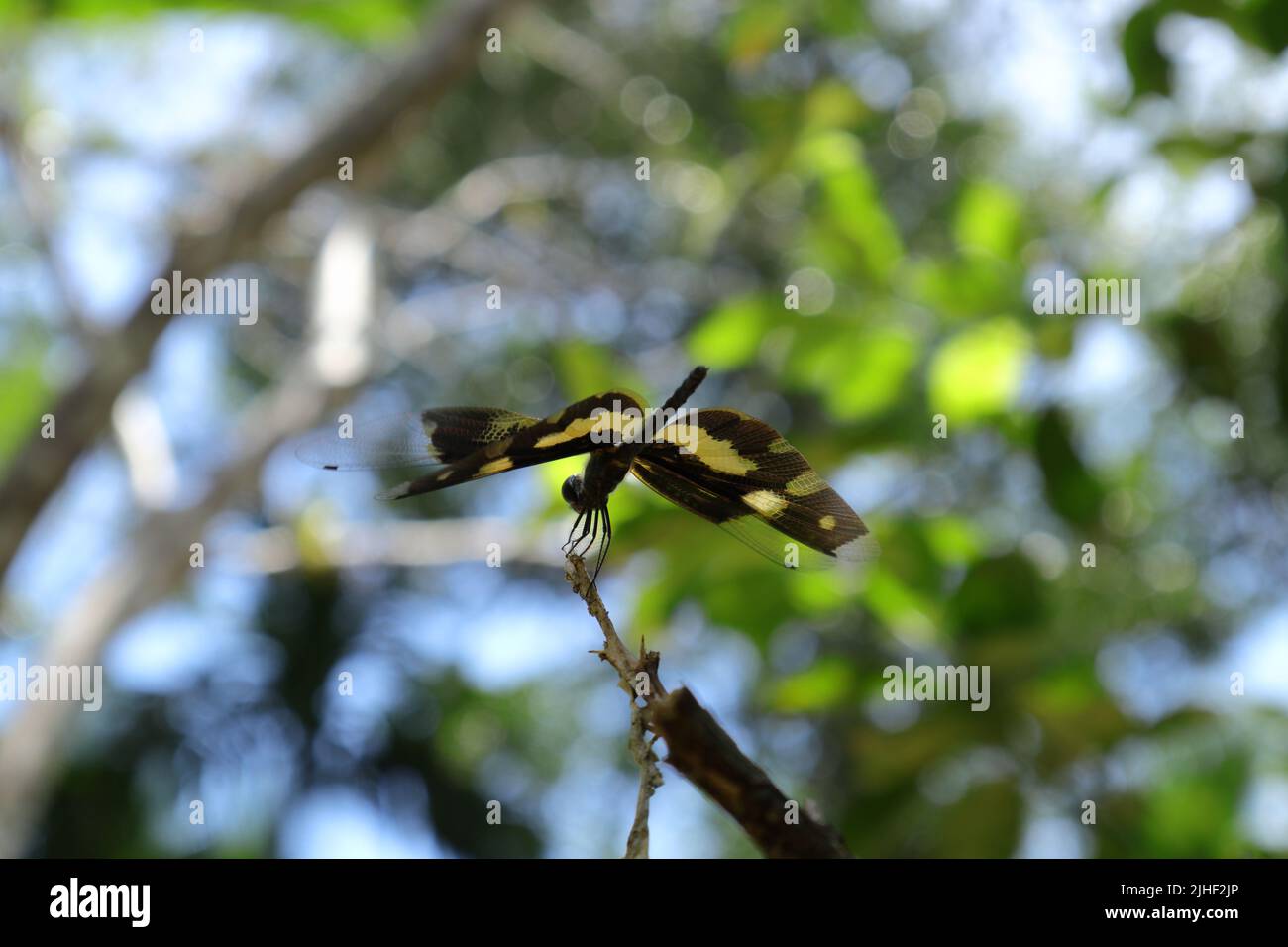 A Variegated Flutterer or Common Picture Wing dragonfly is perched on top of a dry stem tip while spreading its wings parallel, low angle view Stock Photo