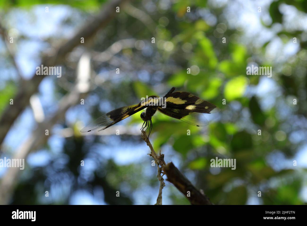 A Variegated Flutterer (Rhyothemis variegata) dragonfly is perched on top of a dry stem tip while spreading its wings angled to left, low angle view f Stock Photo