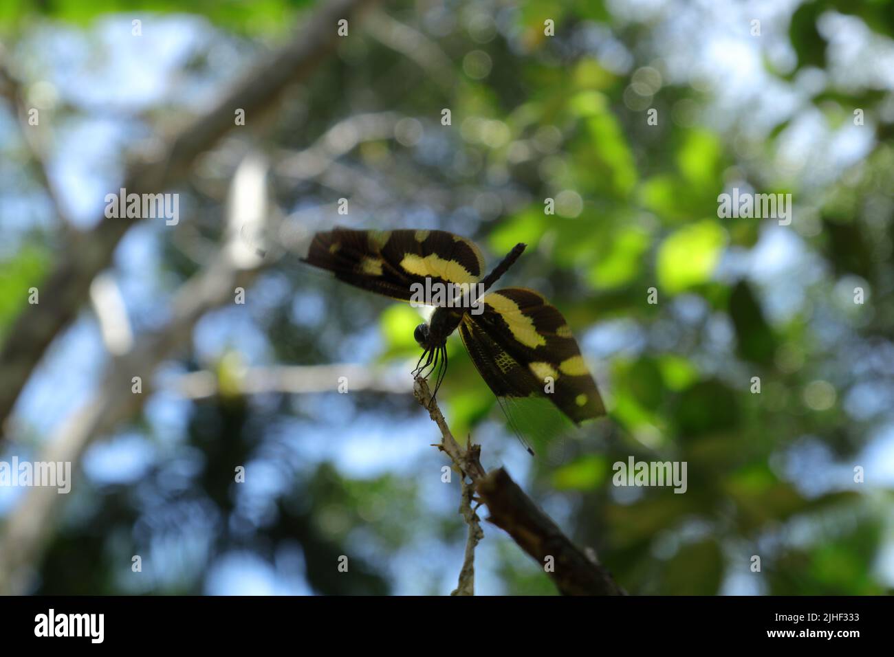 A Variegated Flutterer (Rhyothemis variegata) dragonfly is perched on top of a dry stem tip while spreading its wings angled to right, low angle view Stock Photo