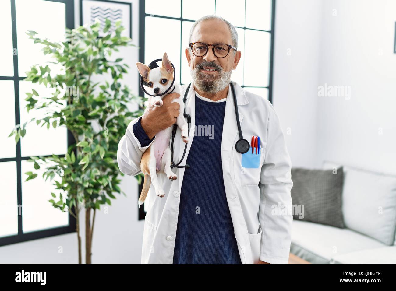 Senior grey-haired man wearing veterinarian uniform holding chihuahua with elizabethan collar at vet clinic Stock Photo