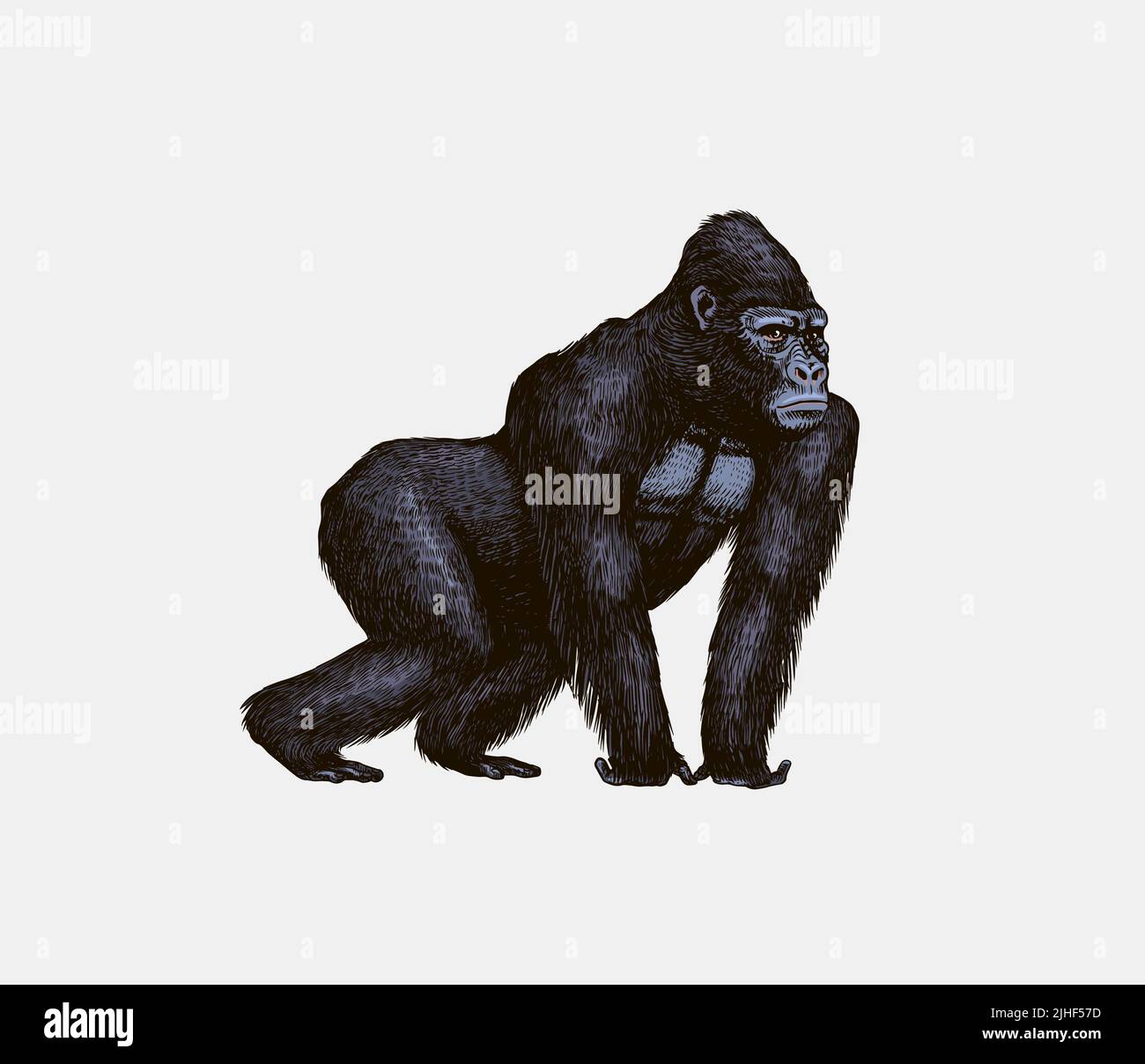 Western gorilla is crawling in vintage style. Giant monkey. Hand drawn engraved sketch in woodcut style.  Stock Vector