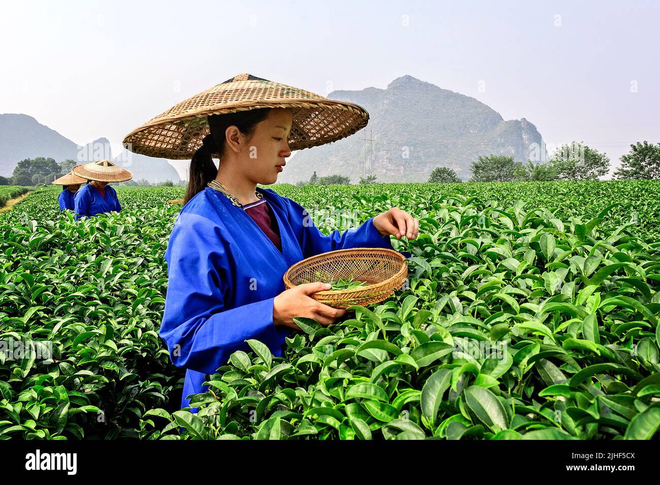 Сбор китайского чая. Чайные плантации в Китае. Чайная плантация Китай Юннань. Чайные плантации в Китае Уишань. Сбор чая на плантации в Китае.