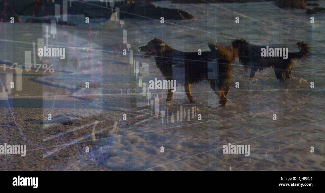 Visual Processing Dog Image of data processing over dogs Stock Photo - Alamy
