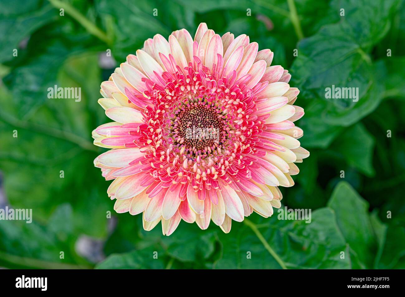 close up of a beautiful round gerbera flower Stock Photo