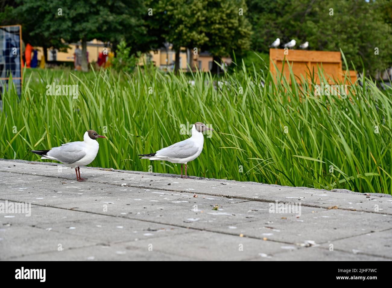 pair of gulls standing infront of green reed Stock Photo