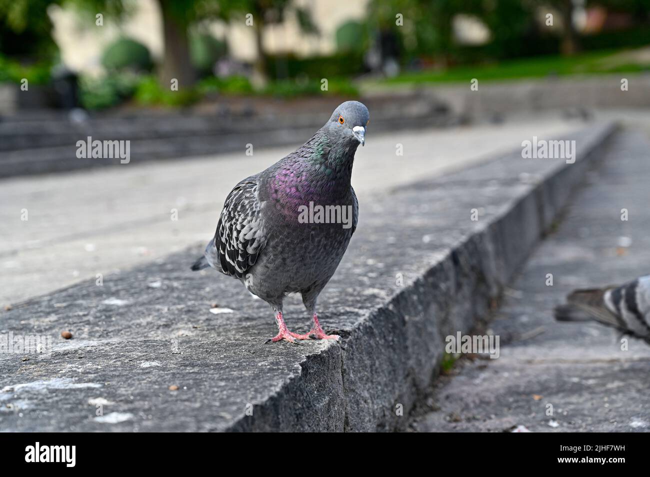 Dove standing looking curiously after food on stairs Stock Photo