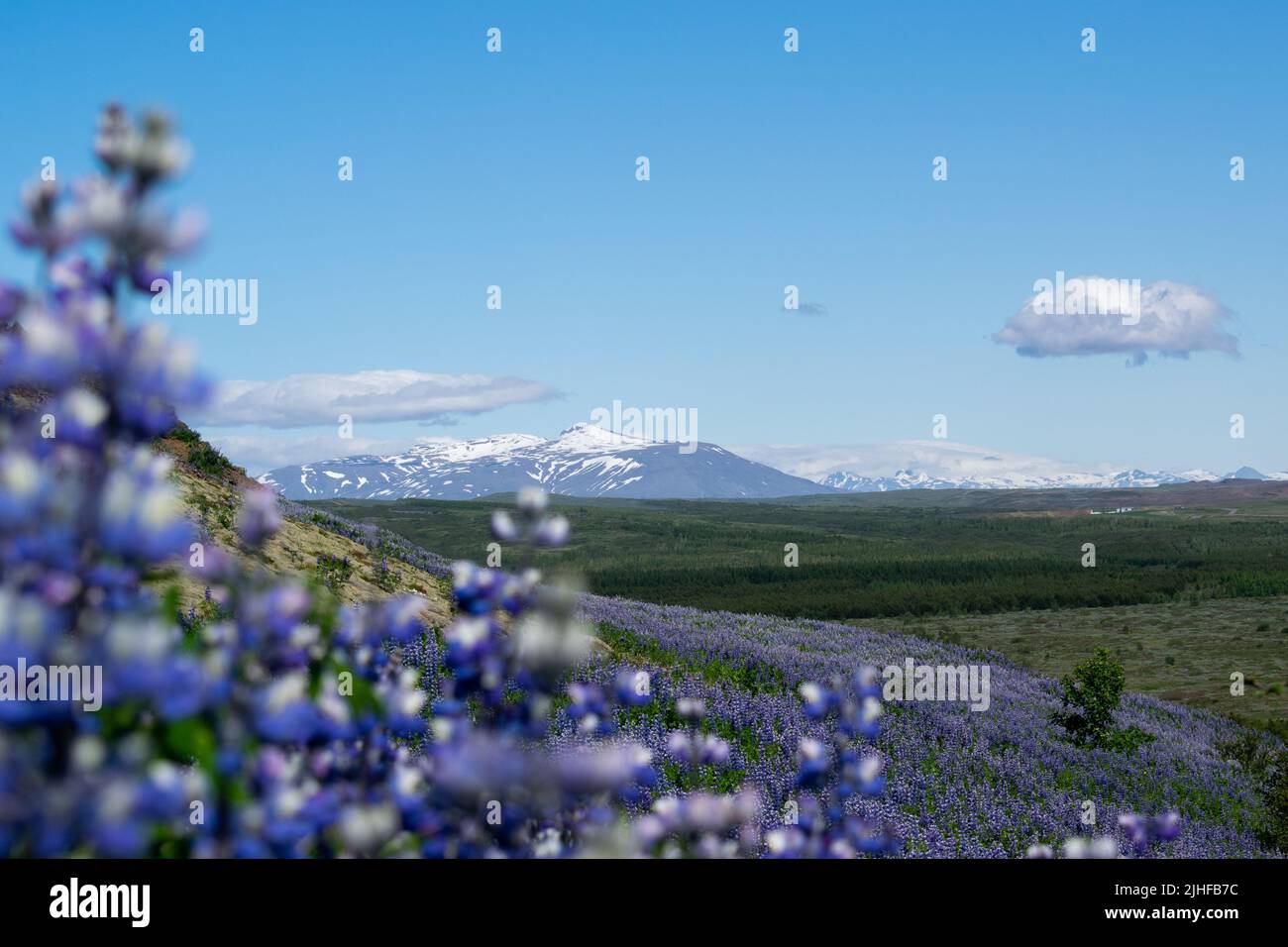 Mountains in the distance with purple flowers in the foreground Stock ...