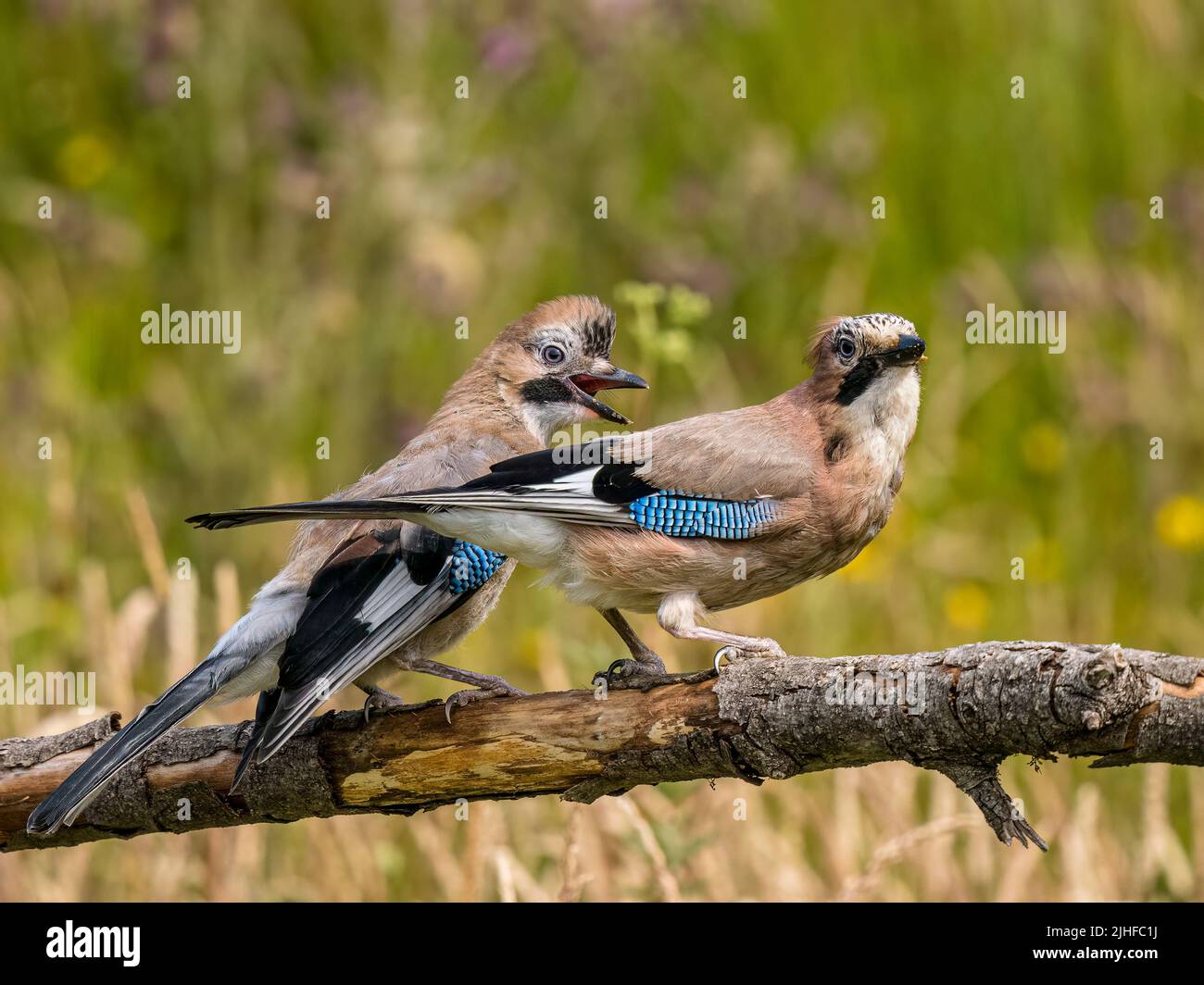 Spring Fledging Fledging jay foraging with family in summer in mid Wales Stock Photo ...