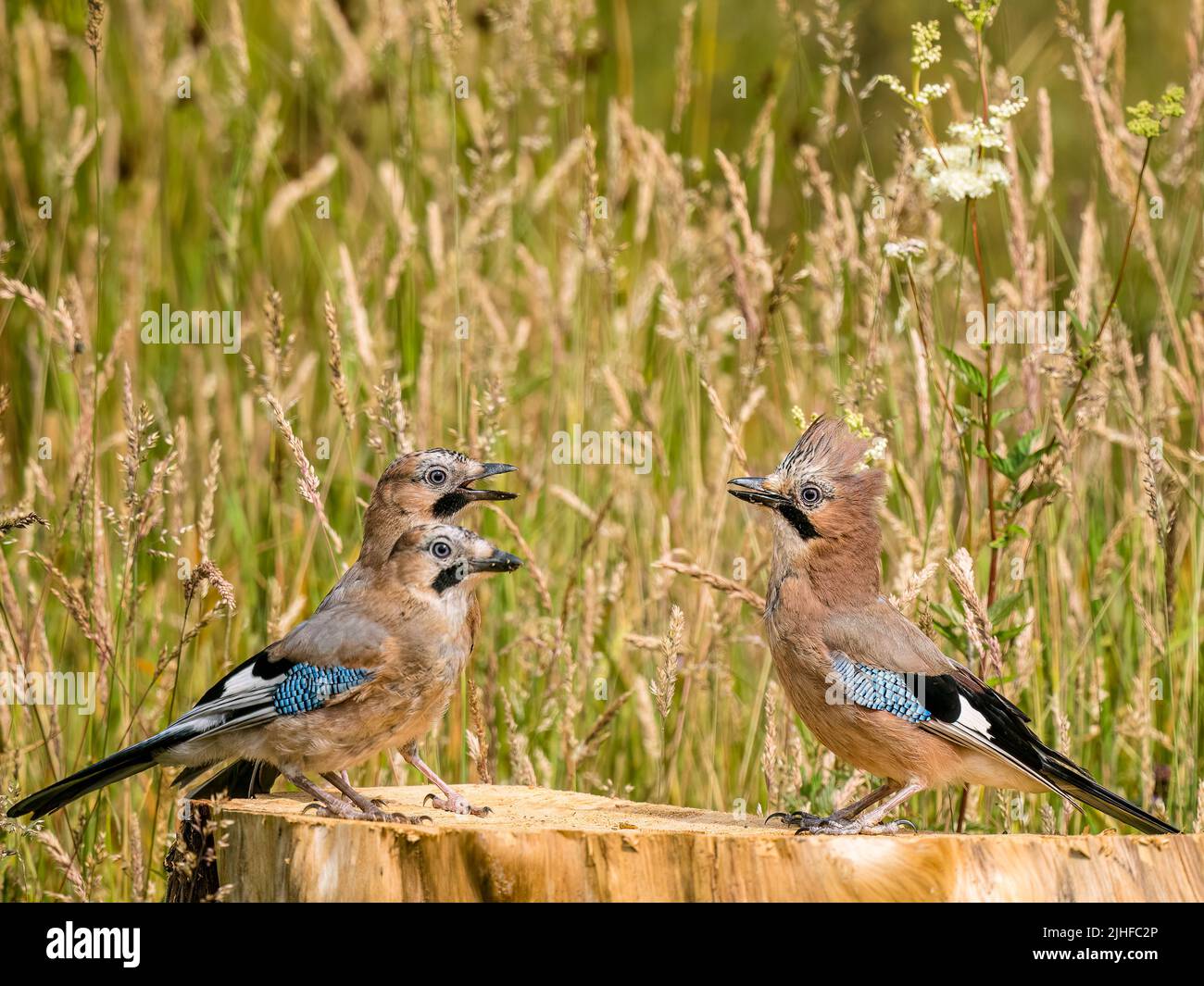 Fledging jay foraging with family in summer in mid Wales Stock Photo