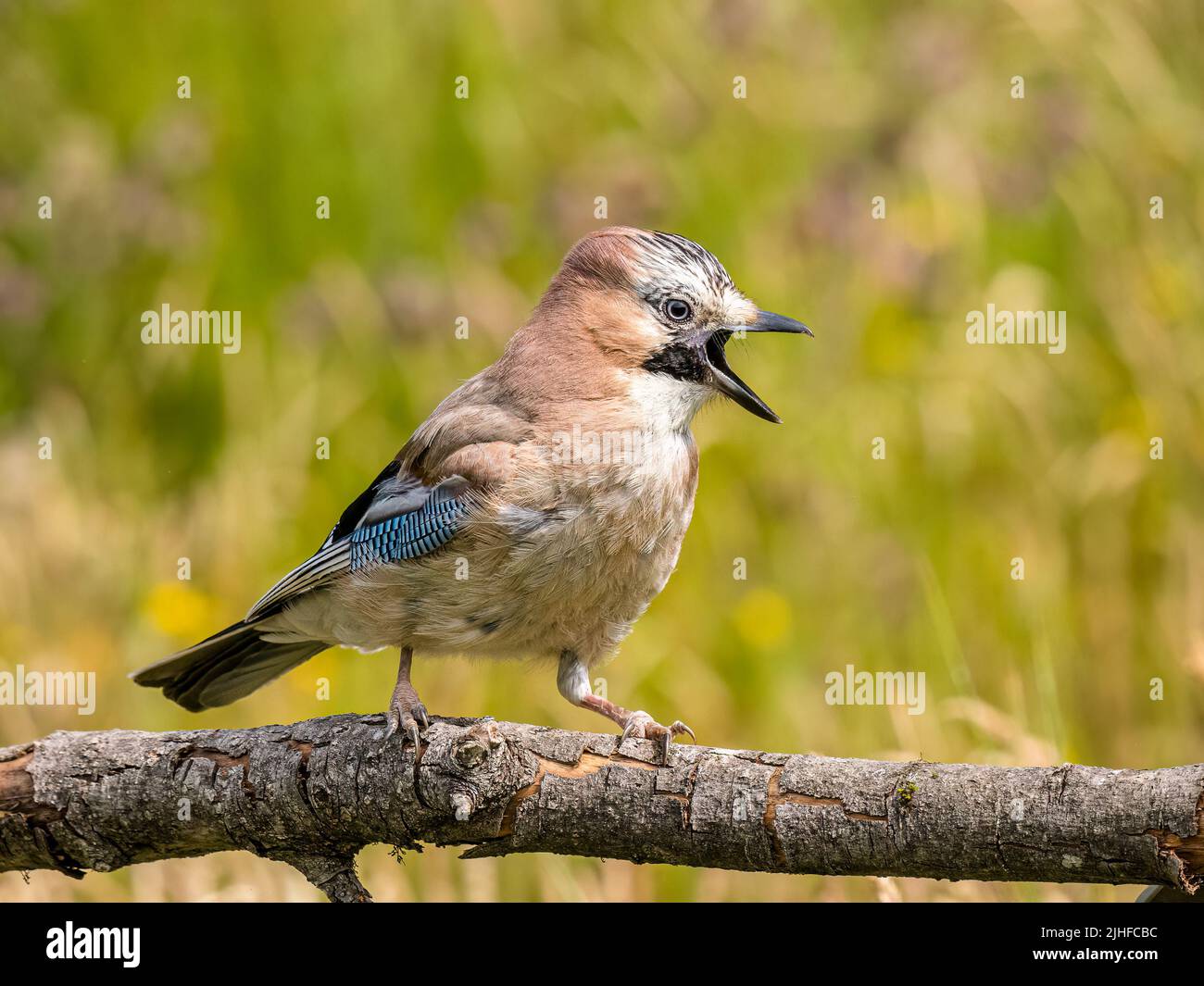 Fledging jay foraging with family in summer in mid Wales Stock Photo