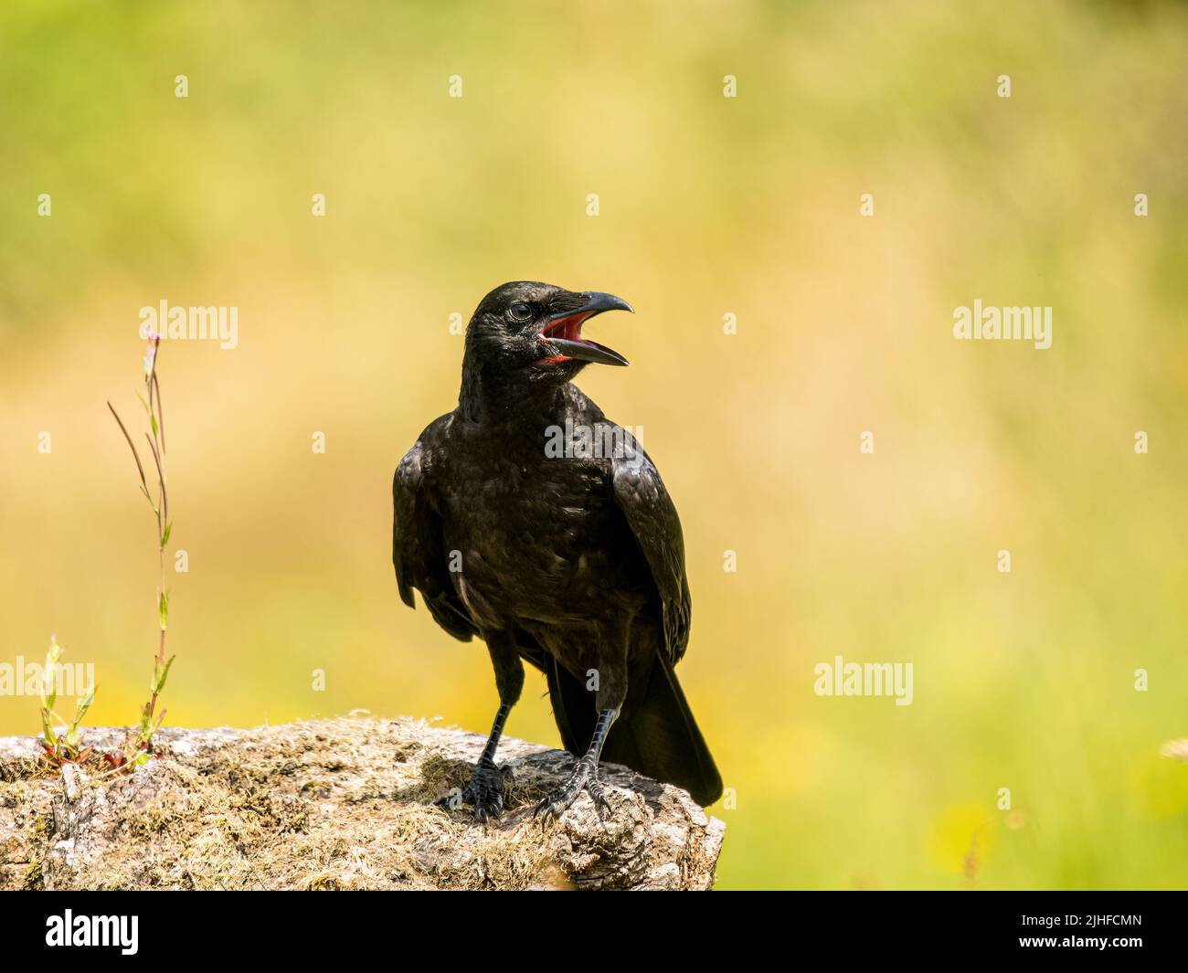 Young crow foraging with adults in summer in mid Wales Stock Photo