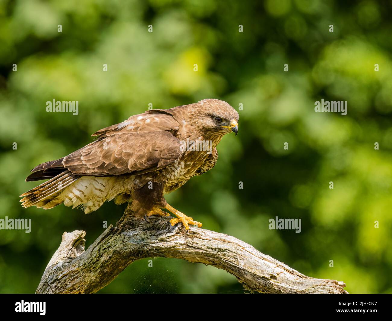 Common buzzard foraging in summer in mid Wales Stock Photo