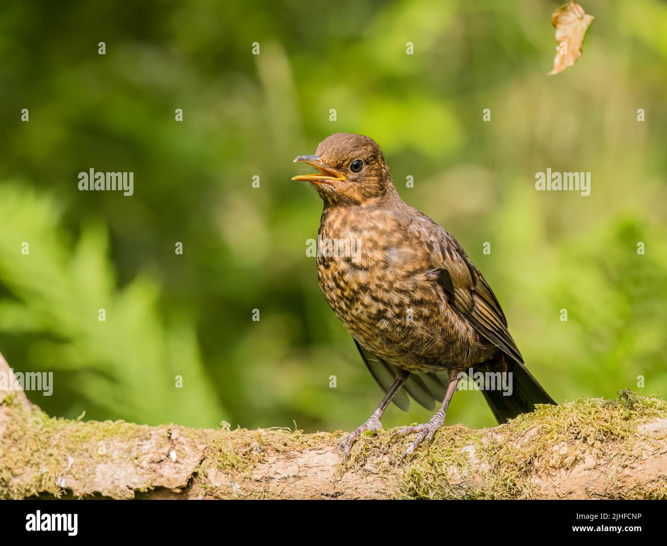 Blackbird foraging in summer in mid Wales Stock Photo