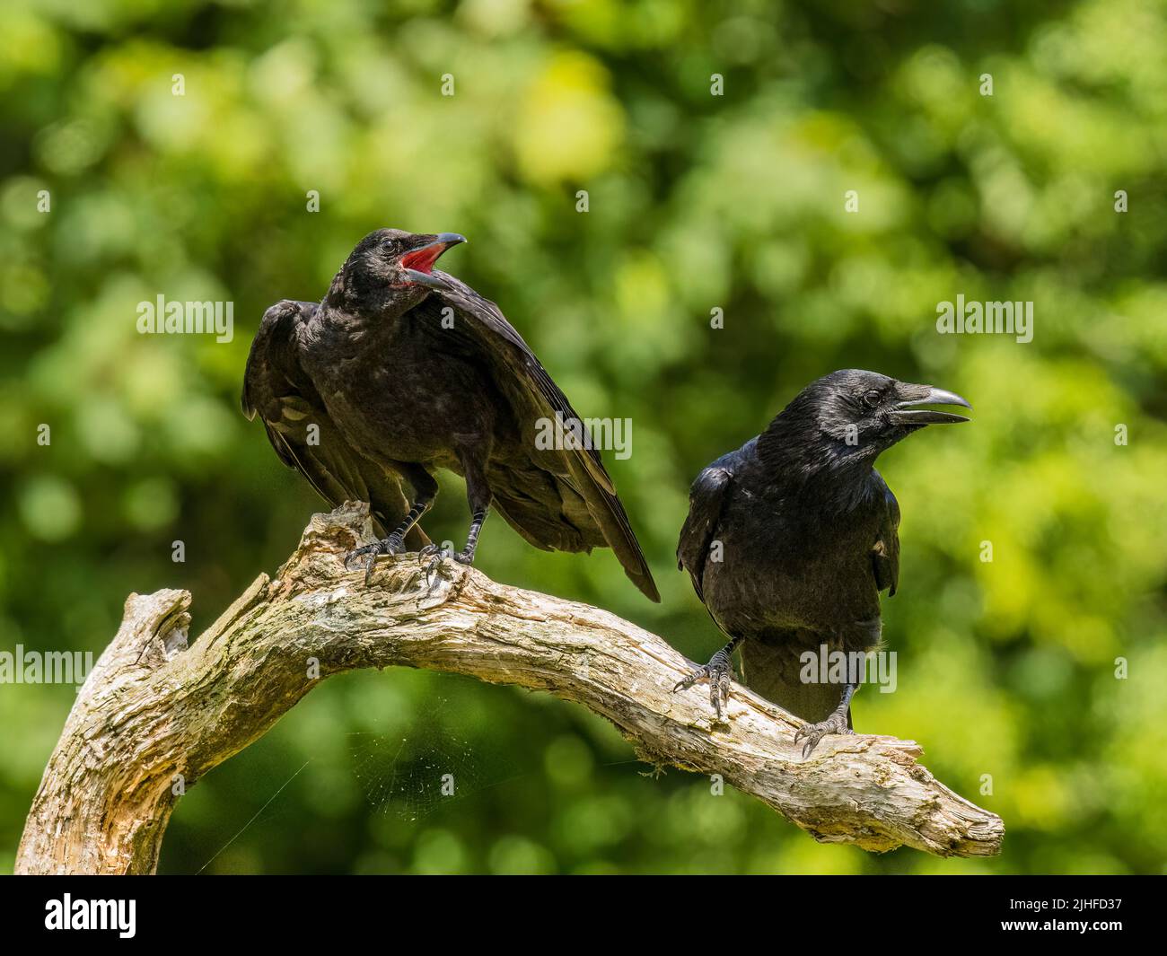 Young crow foraging with adults in summer in mid Wales Stock Photo