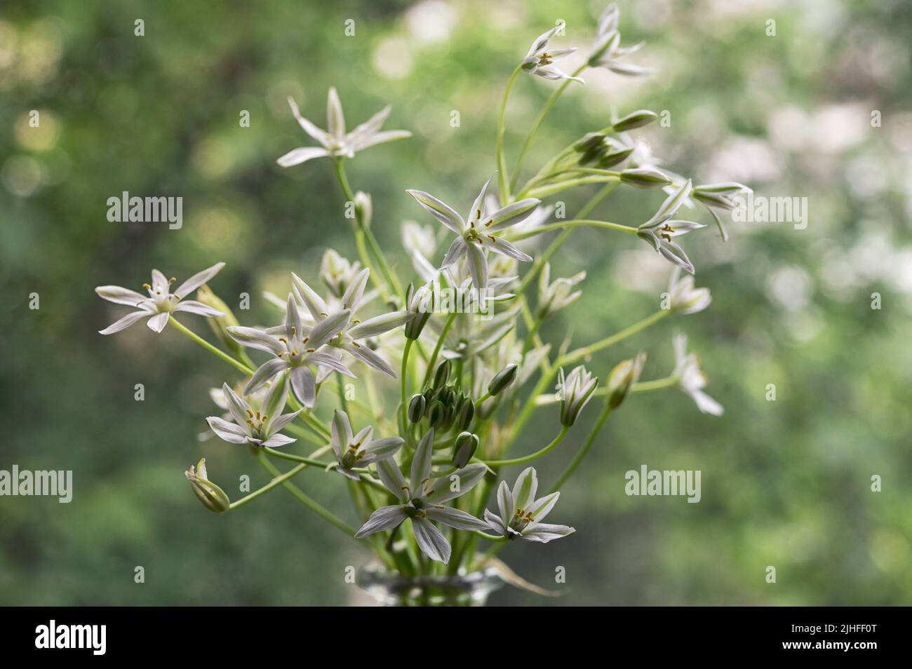 Closeup White flowers of Ornithogalum umbellatum or Star of Bethlehem Stock Photo