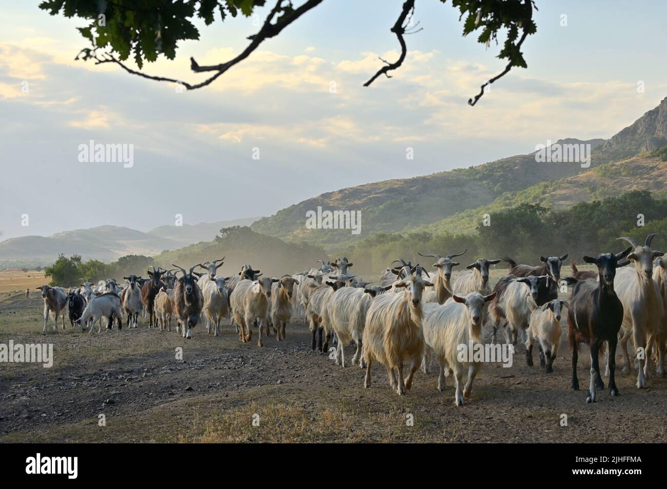 Goats on Road In Greci, Romania. Summer Sunset Stock Photo