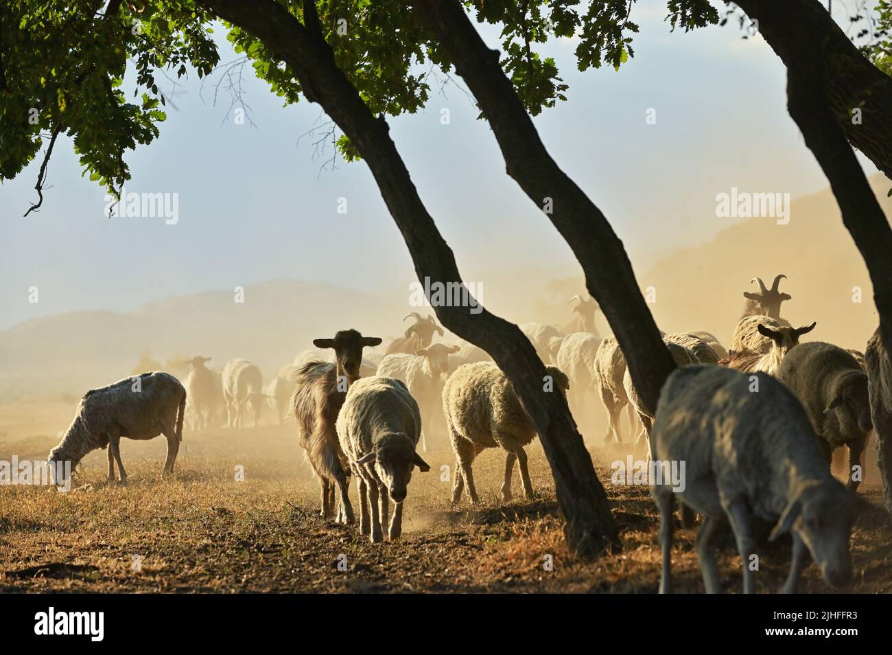 Goats and Sheeps on Road In Greci, Romania in Summer Drought Stock Photo