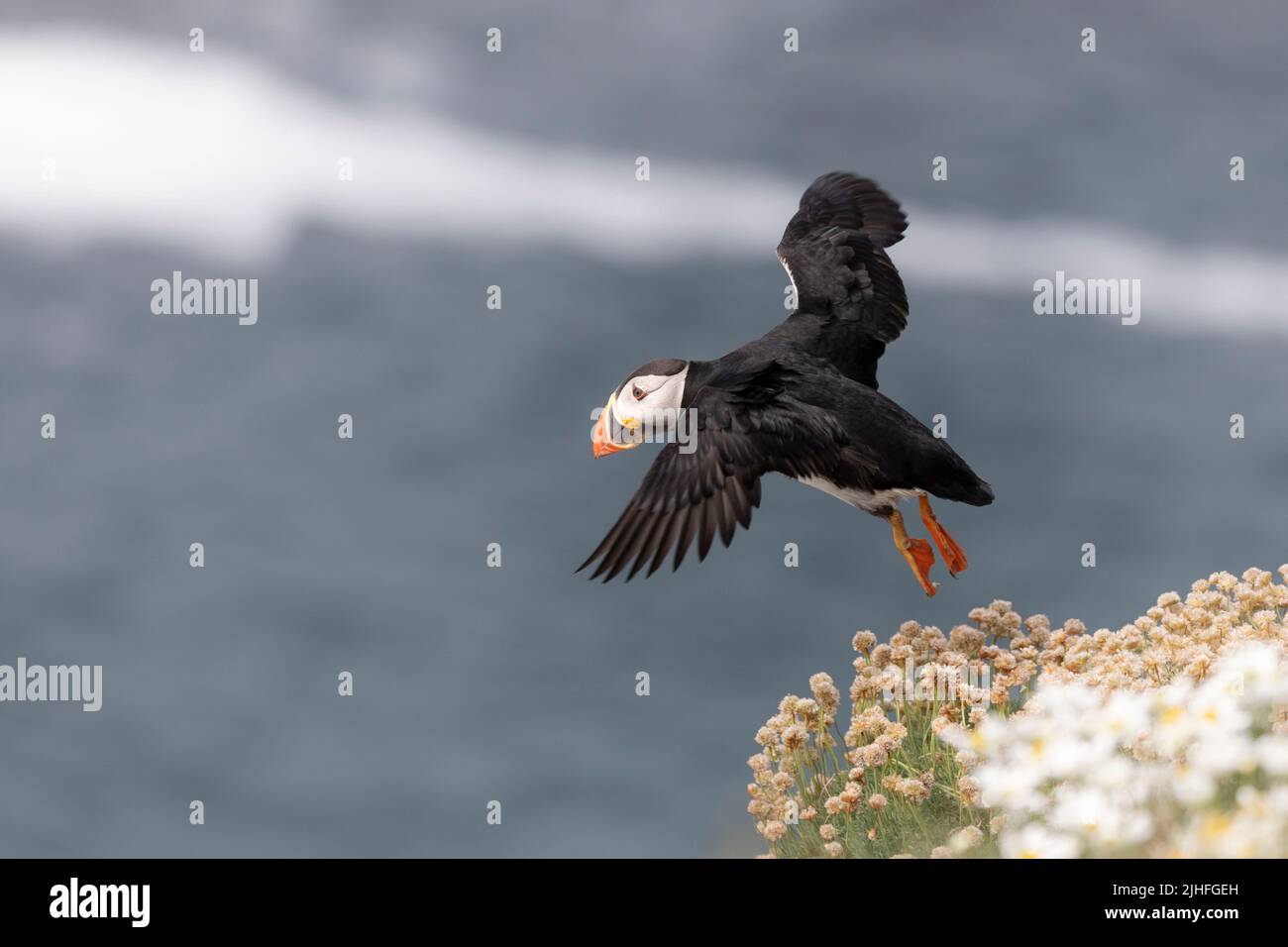 leap off the cliffside. THE SHETLAND ... Biology Diagrams