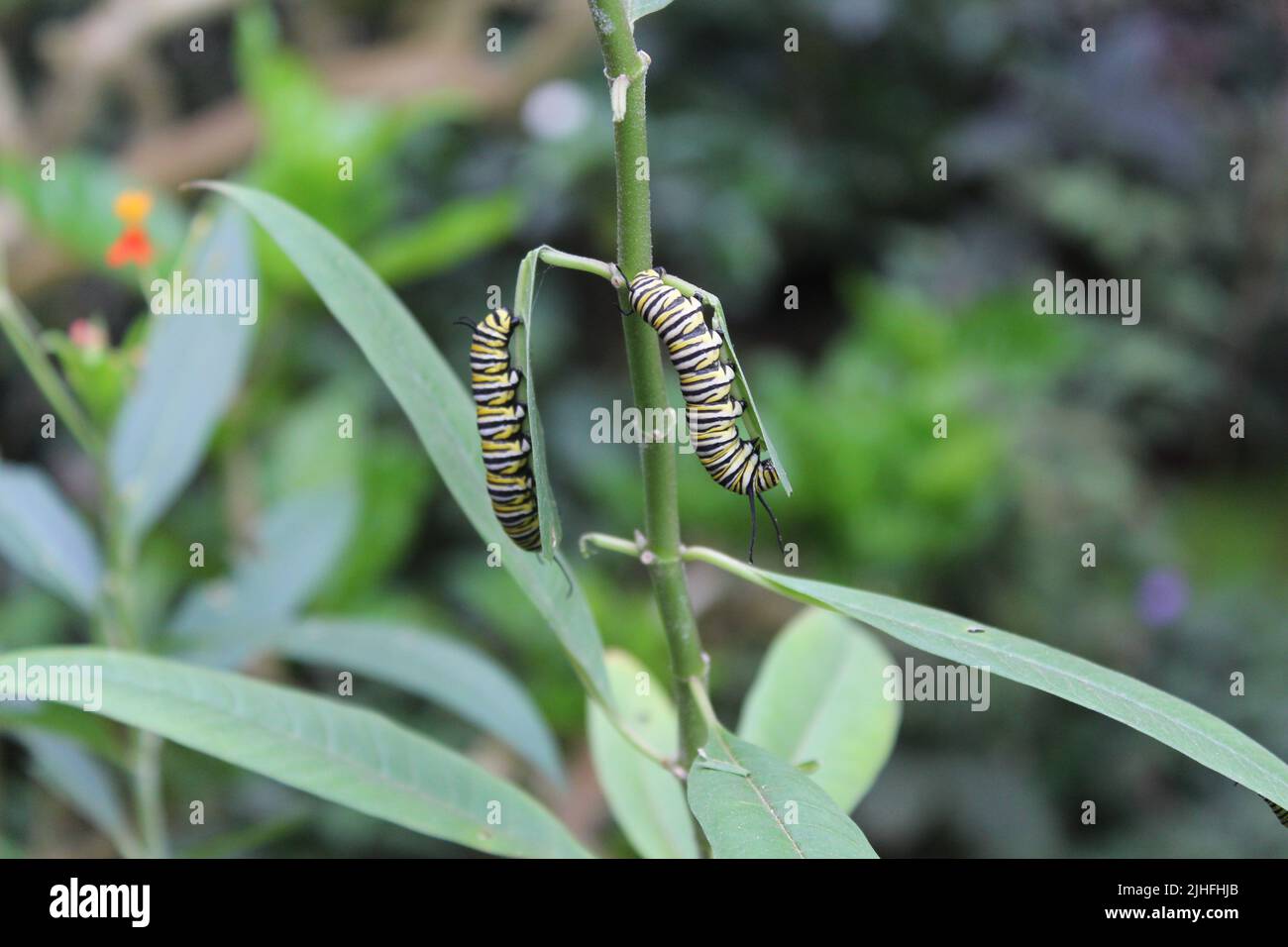Caterpillar/ Raupe Stock Photo