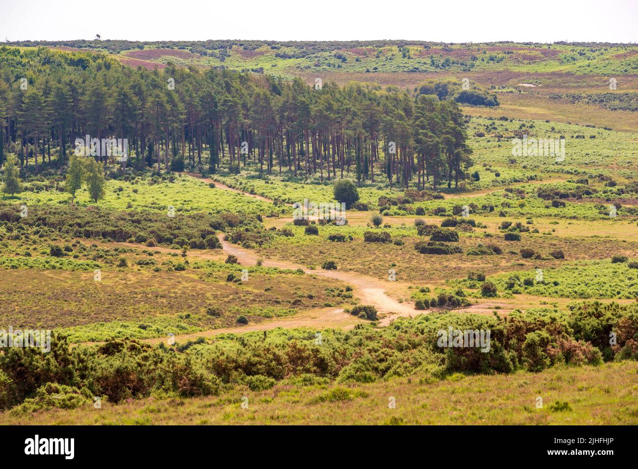 Godshill, Fordingbridge, New Forest, Hampshire, UK, 18th July 2022, Heatwaver: Temperature tops 30 degrees in the midday sun. The parched landscape is baking in the extreme hot and dry weather. Paul Biggins/Alamy Live News Stock Photo