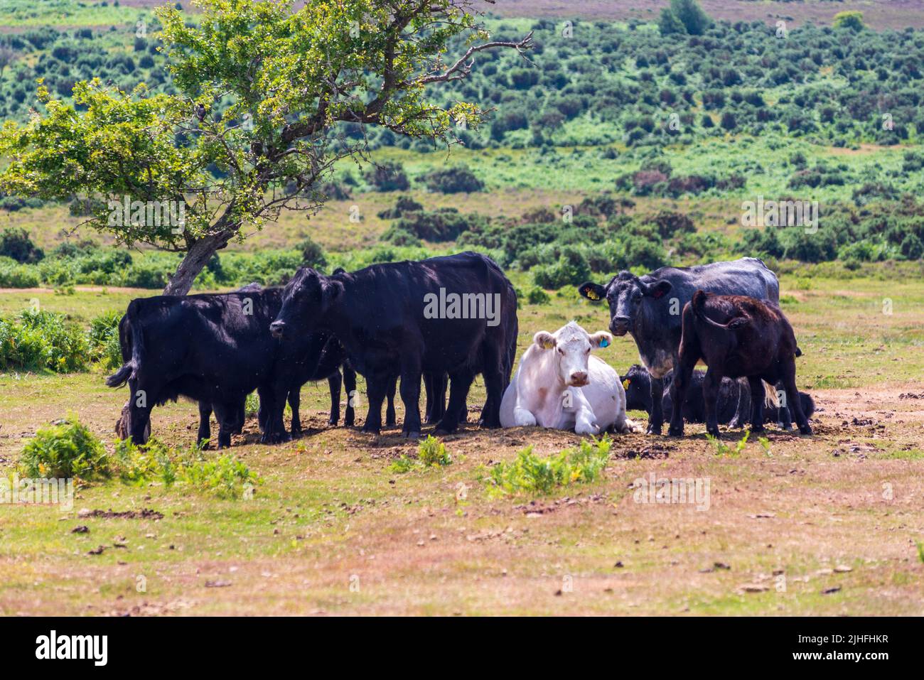 Godshill, Fordingbridge, New Forest, Hampshire, UK, 18th July 2022, Heatwaver: Temperature tops 30 degrees in the midday sun. A herd of cows rest and conserve energy in a landscape parched by the extreme hot and dry weather. Paul Biggins/Alamy Live News Stock Photo