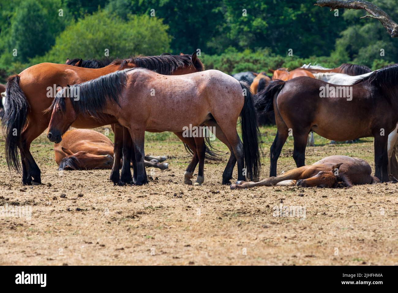 Godshill, Fordingbridge, New Forest, Hampshire, UK, 18th July 2022, Heatwaver: Temperature tops 30 degrees in the midday sun. New Forest ponies rest and conserve energy in a landscape parched by the extreme hot and dry weather. Paul Biggins/Alamy Live News Stock Photo