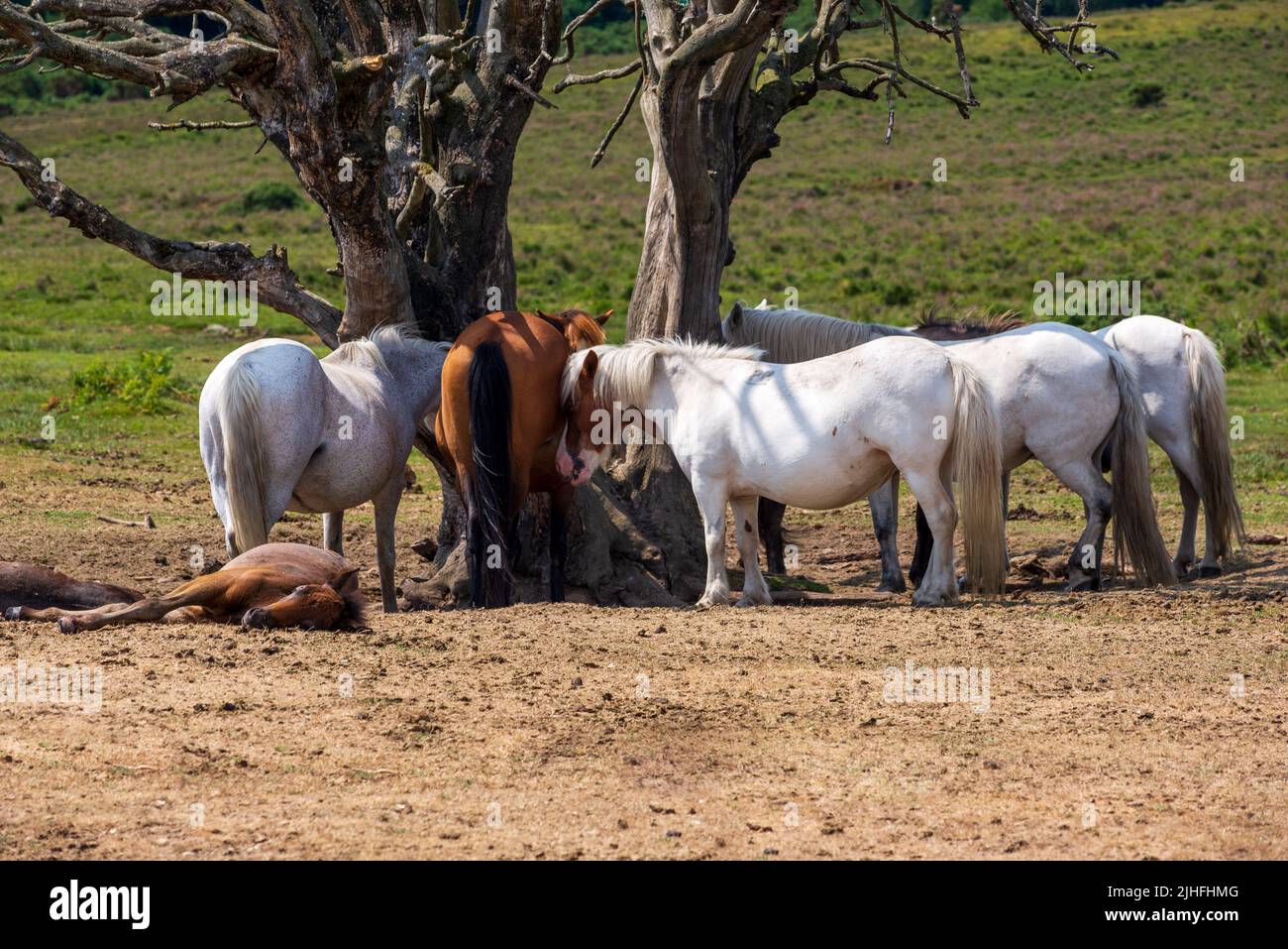 Godshill, Fordingbridge, New Forest, Hampshire, UK, 18th July 2022, Heatwaver: Temperature tops 30 degrees in the midday sun. New Forest ponies rest and conserve energy in a landscape parched by the extreme hot and dry weather. Paul Biggins/Alamy Live News Stock Photo