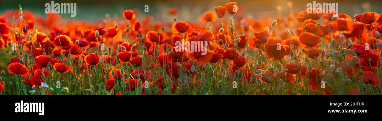 Detailed, high resolution panorama of flowering red poppies Stock Photo