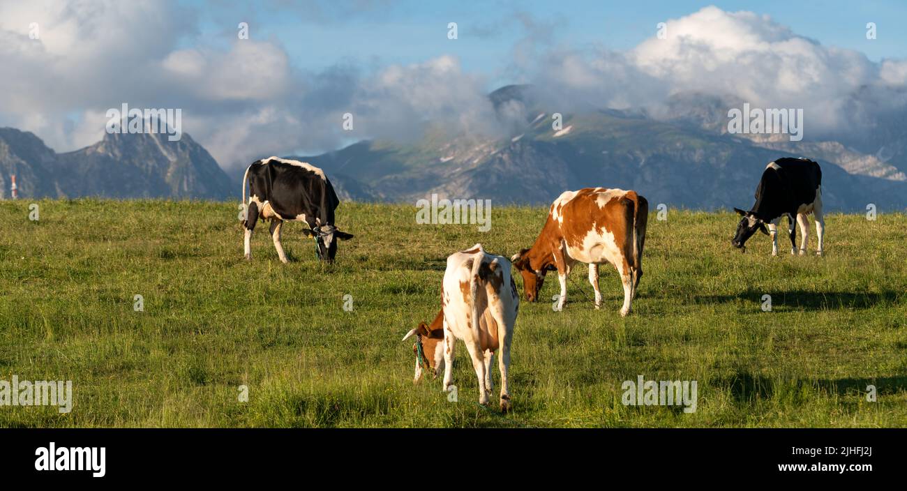 Cows grazing in a meadow against a backdrop of mountains-Panorama Stock ...