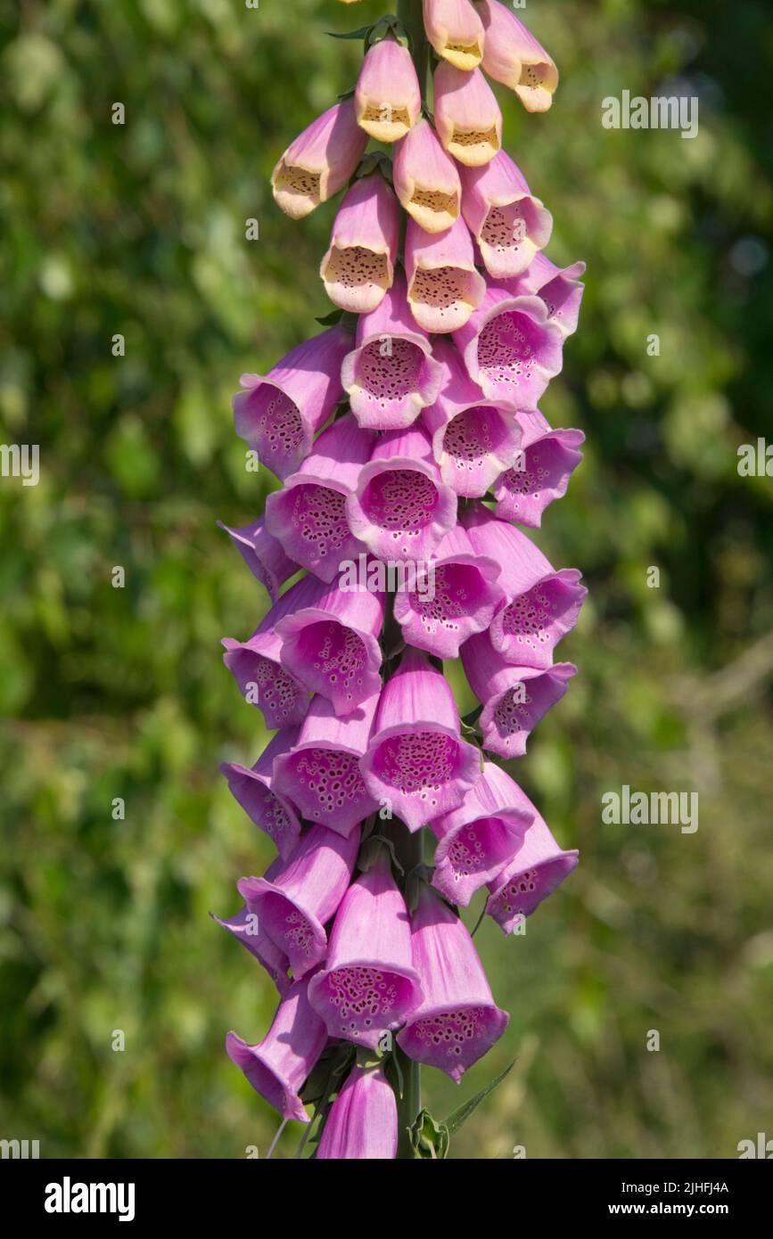 Bold tubular flowers on a wild foxglove (Digitaria purpurea) on a tall spike with some yellow colour possibly due to accidental hybridisation, Berkshi Stock Photo