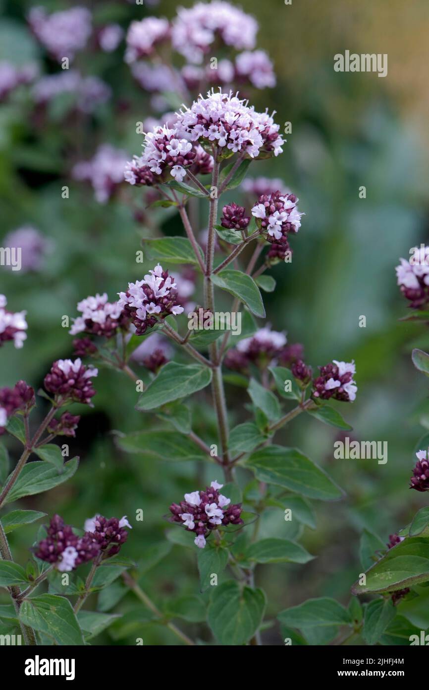 Oregano (Origanum vulgare) light and dark pink flowers on a spice plant in a herb garden, Berkshire, July Stock Photo