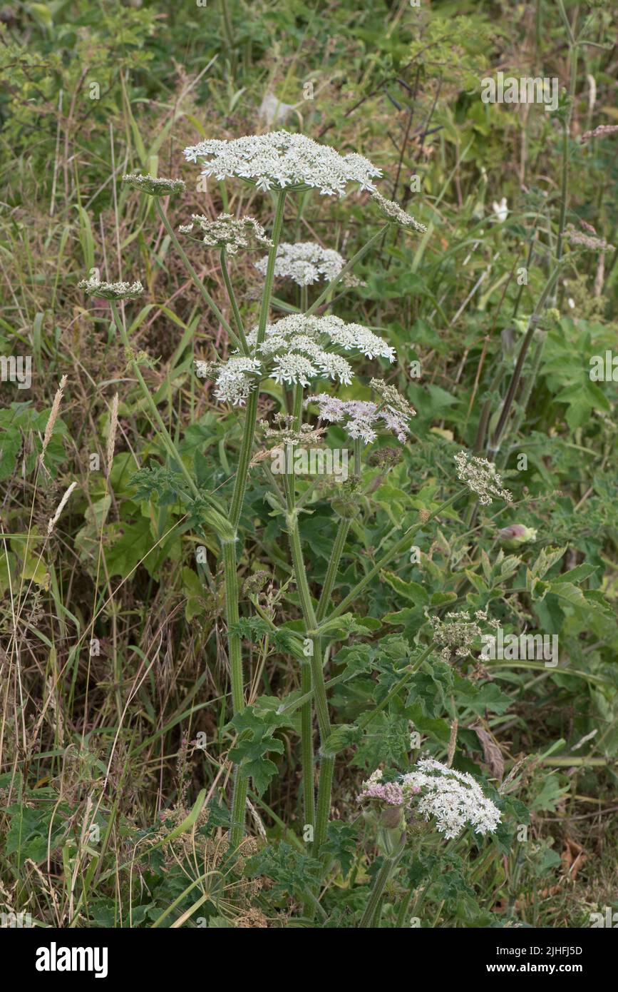 Flowering white umbellifer, common hogweed (Heracleum sphondylium) in ...