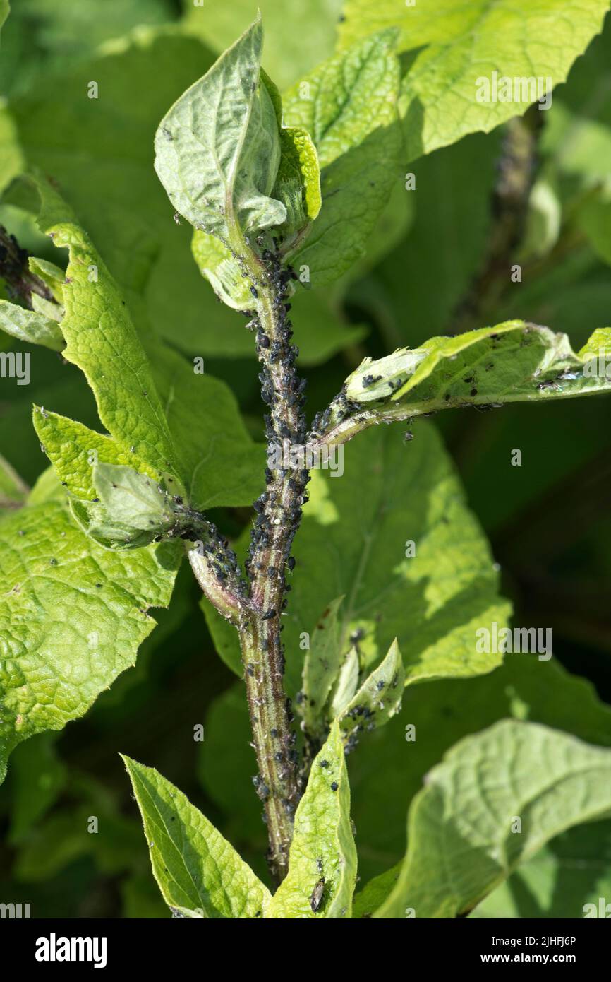 Black bean aphid (Aphis fabae) infestation on the leaves and stem of common burdock (Actium minus), Berkshire, July Stock Photo