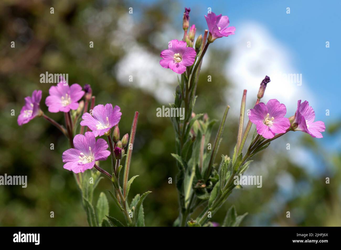 Pink flowers and early seedpods of greater willowherb or hairy willowherb (Epilobium hirsutum) on dry waste ground, Berkshire, July Stock Photo