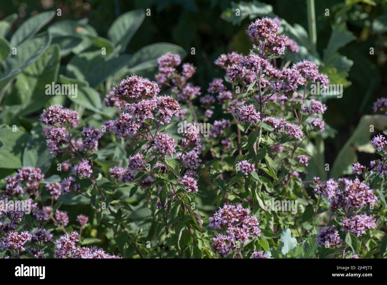 Oregano (Origanum vulgare) light and dark pink flowers on a spice plant
