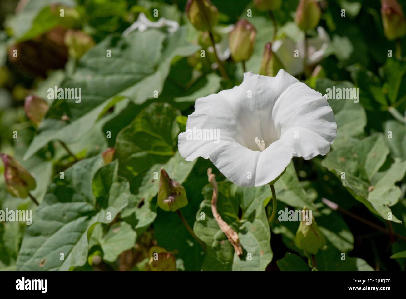 Greater or hedge bindweed (Calystegia sepium) white trumpet-shaped, flower among leaves of a climbing weed, Berkshire, July Stock Photo